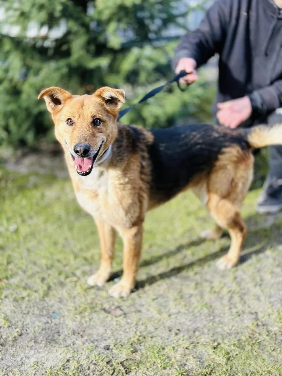 Poranek, brązowa podpalana male senior Mixed Breed for adoption at TOZ — Towarzystwo Opieki nad Zwierzętami w Polsce