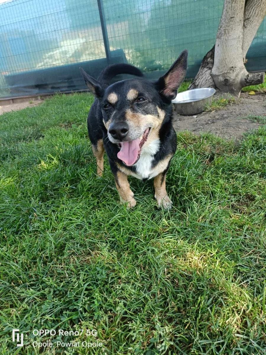 Gizmo, czarna podpalana male Mixed Breed for adoption at TOZ — Towarzystwo Opieki nad Zwierzętami w Polsce