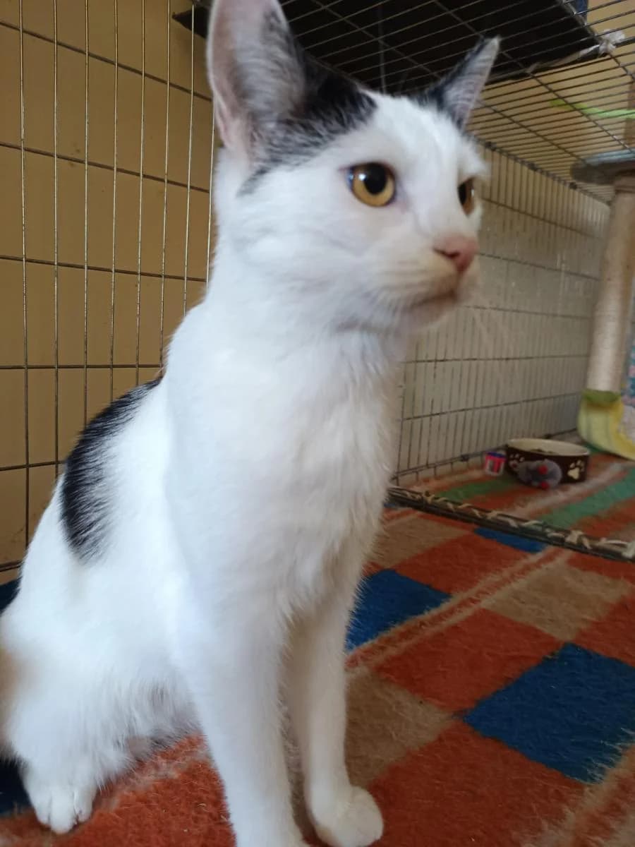 Dante, biało-czarna male 3yo Mixed Breed for adoption at TOZ — Towarzystwo Opieki nad Zwierzętami w Polsce