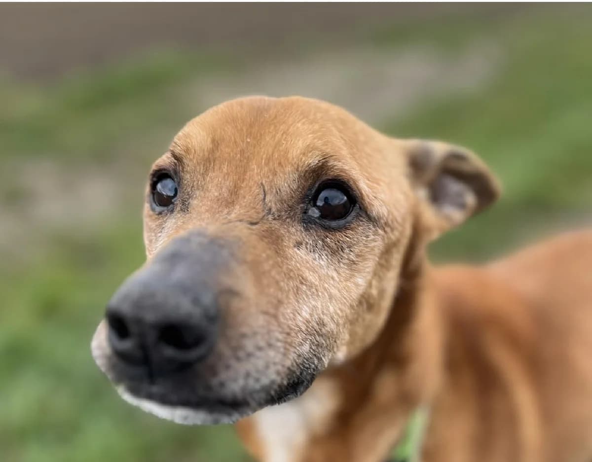 Imbir, ruda  senior Mixed Breed for adoption at TOZ — Towarzystwo Opieki nad Zwierzętami w Polsce
