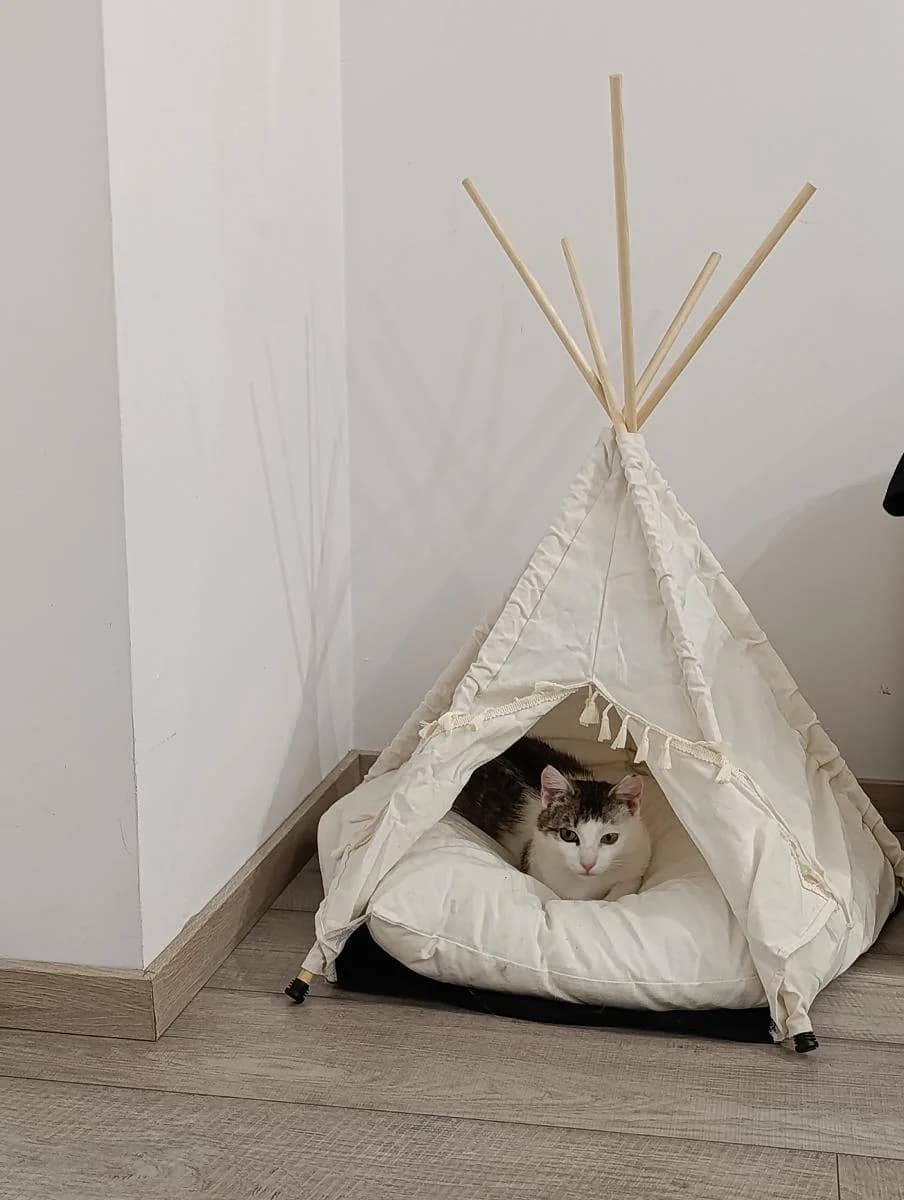 ZGREDEK, biało-bura male young Mixed Breed for adoption at TOZ — Towarzystwo Opieki nad Zwierzętami w Polsce