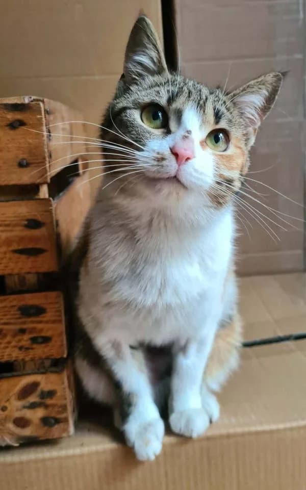 Stella, biało-bura female puppy Mixed Breed for adoption at TOZ — Towarzystwo Opieki nad Zwierzętami w Polsce