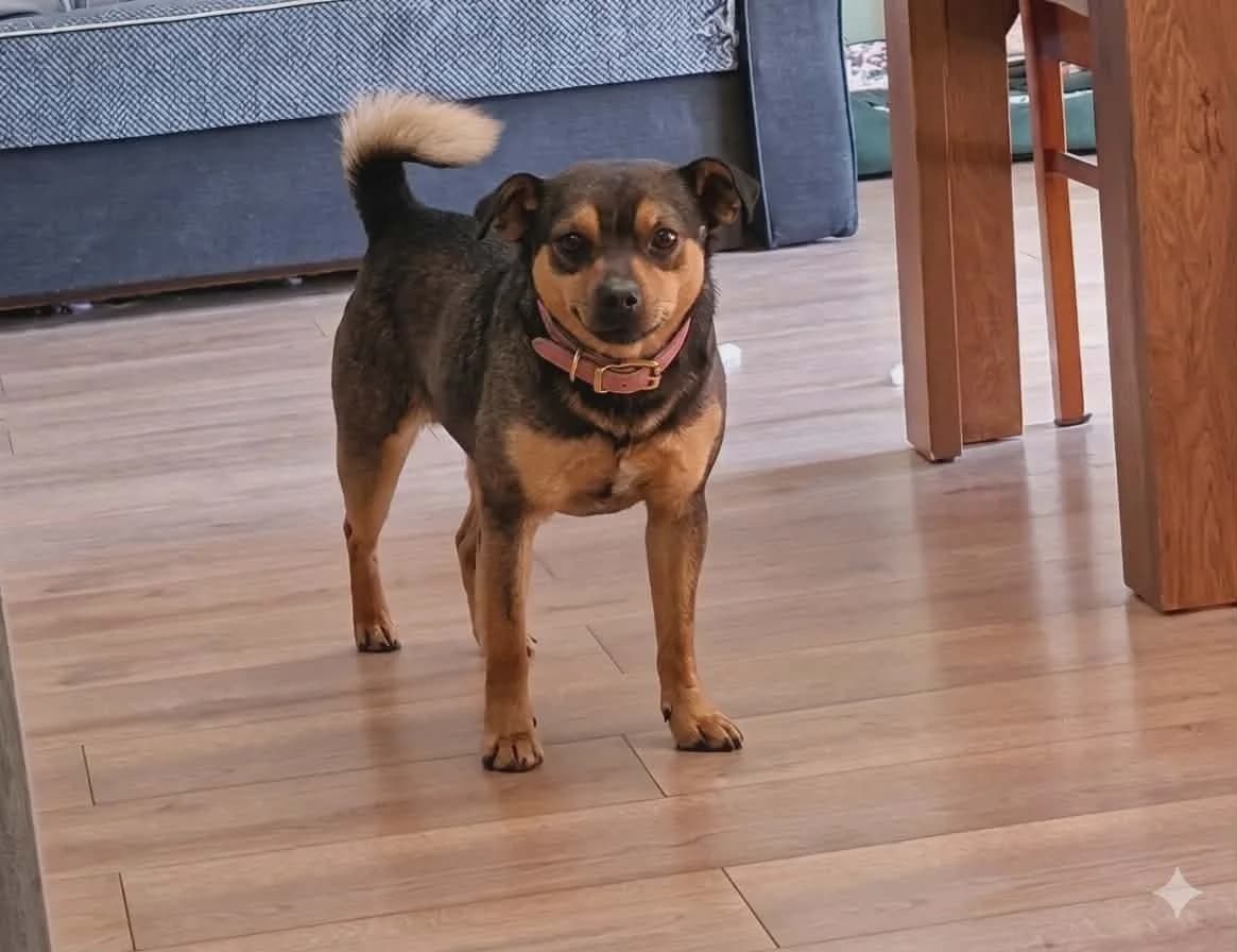 Armani, czarna podpalana male Mixed Breed for adoption at TOZ — Towarzystwo Opieki nad Zwierzętami w Polsce