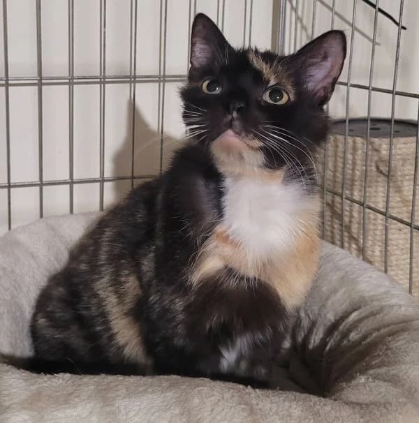 Padme, szylkret female young Mixed Breed for adoption at TOZ — Towarzystwo Opieki nad Zwierzętami w Polsce