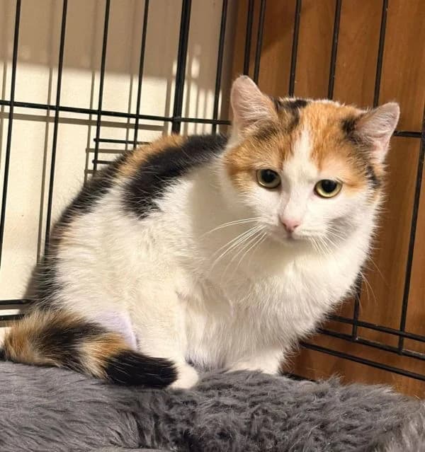 Ksenia, trikolor  young Mixed Breed for adoption at TOZ — Towarzystwo Opieki nad Zwierzętami w Polsce