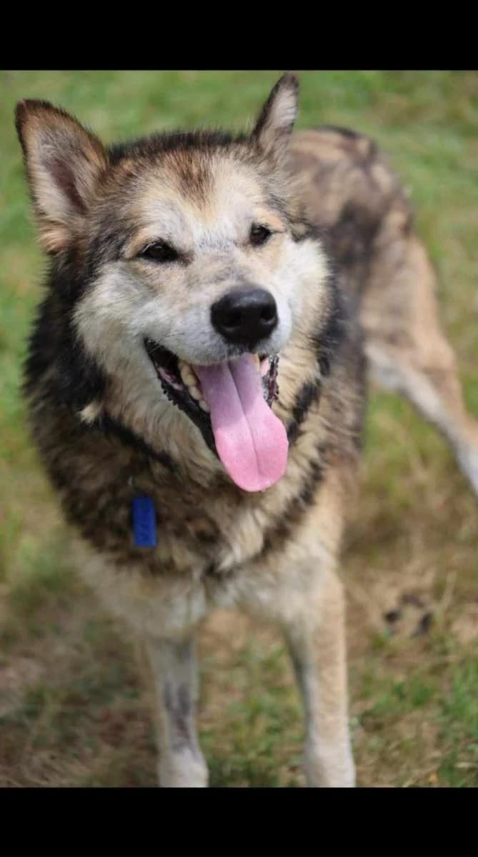 Mentos, male senior mixed breed for adoption at TOZ Opole