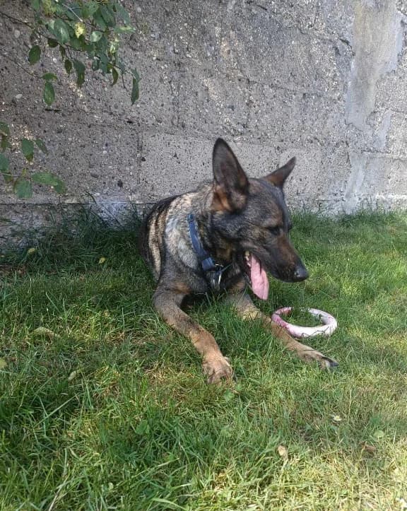 Fuerta, female young mixed breed for adoption at TOZ Opole