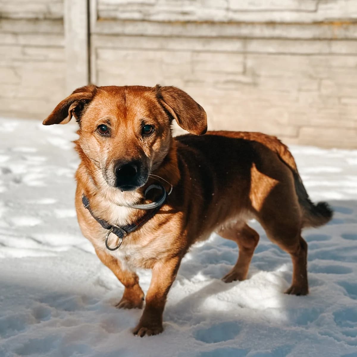 Agrest, Mixed Breed (Fundacja Viva Korabiewice)