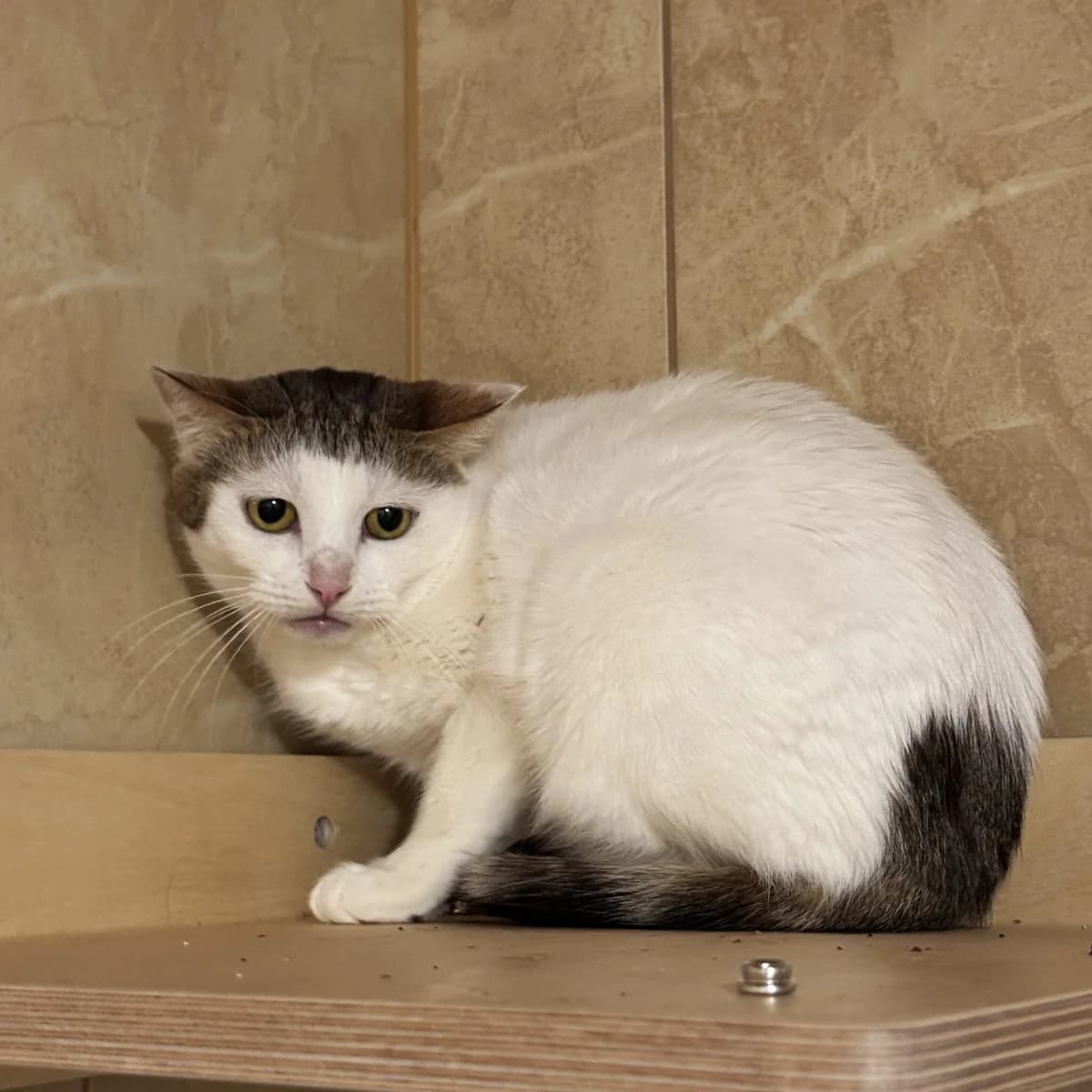 Agusia, female Mixed Breed for adoption at Fundacja Viva Korabiewice, Korabiewice