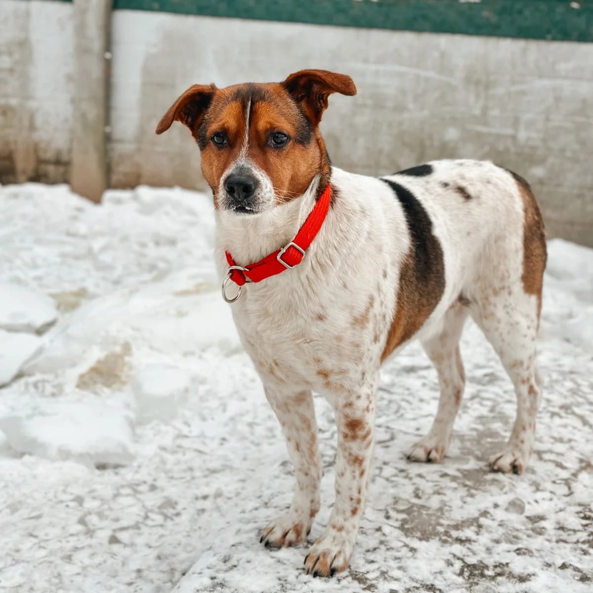 Alvin, Mixed Breed (Fundacja Viva Korabiewice)