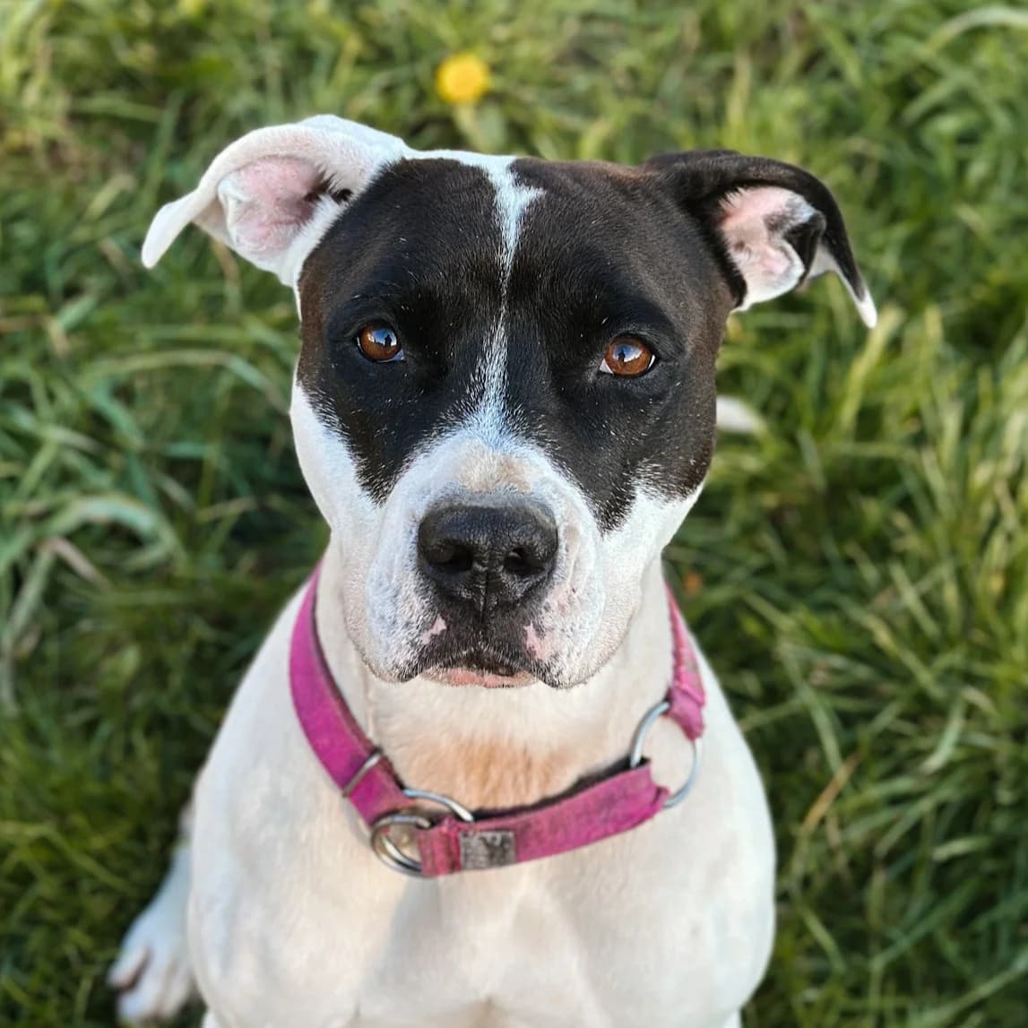 Ami, female 5yo mixed breed for adoption at Fundacja Viva Korabiewice, Korabiewice