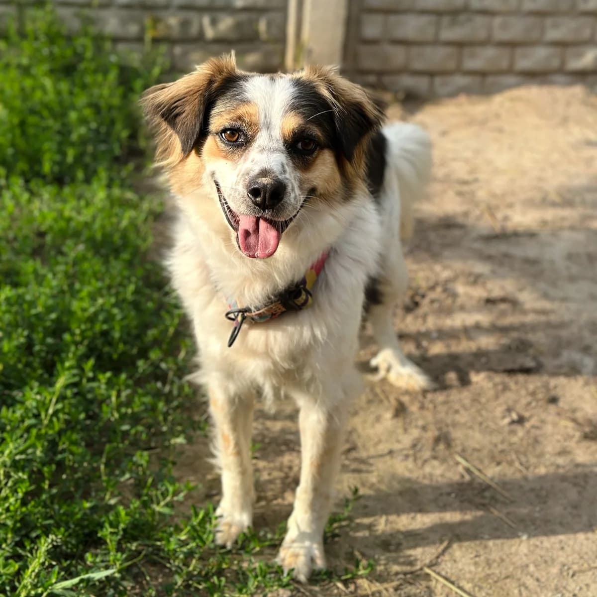 Amor, Mixed Breed (Fundacja Viva Korabiewice)