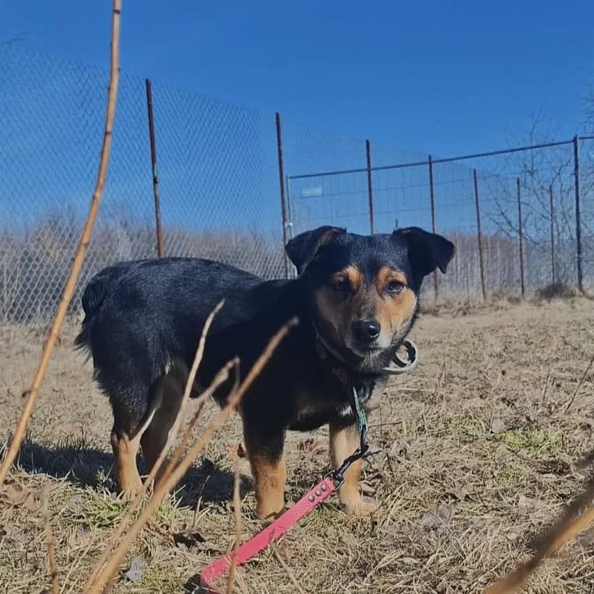 Arbuz, Mixed Breed (Fundacja Viva Korabiewice)