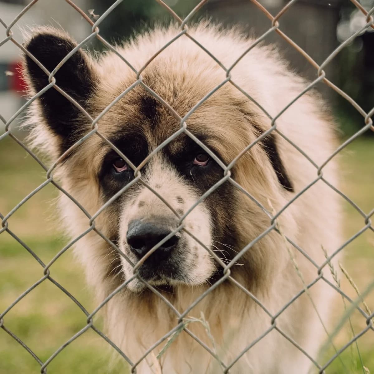 Aslan, male Saint Bernard for adoption at Fundacja Viva Korabiewice, Korabiewice