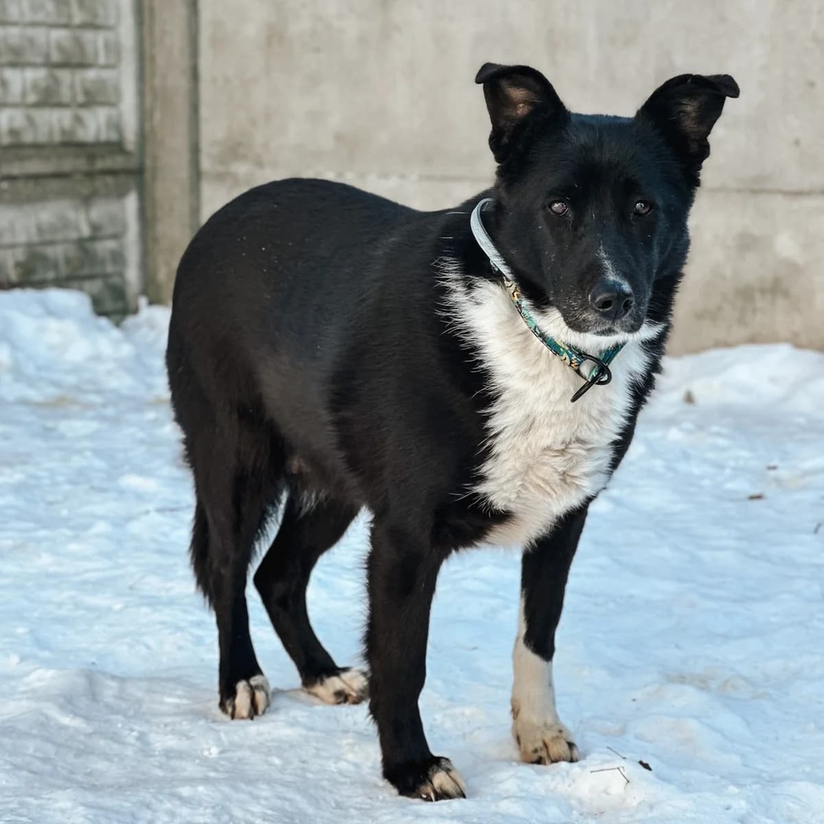 Aza, Mixed Breed (Fundacja Viva Korabiewice)