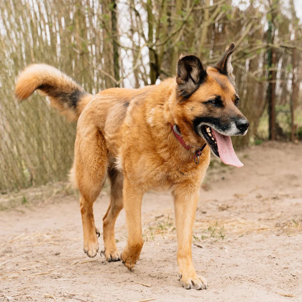 Bambi, male 6yo mixed breed for adoption at Fundacja Viva Korabiewice, Korabiewice