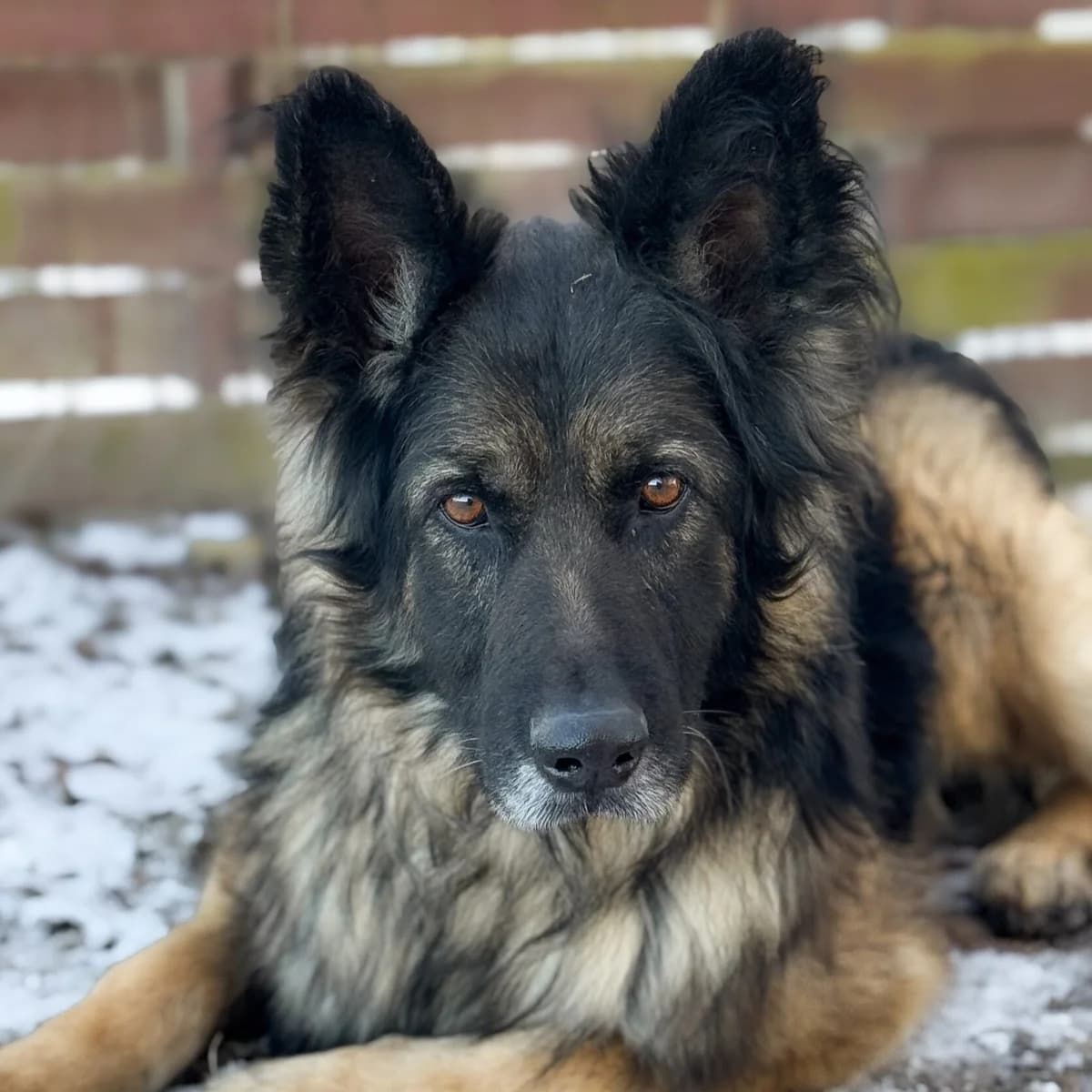 Bazyl, Mixed Breed (Fundacja Viva Korabiewice)
