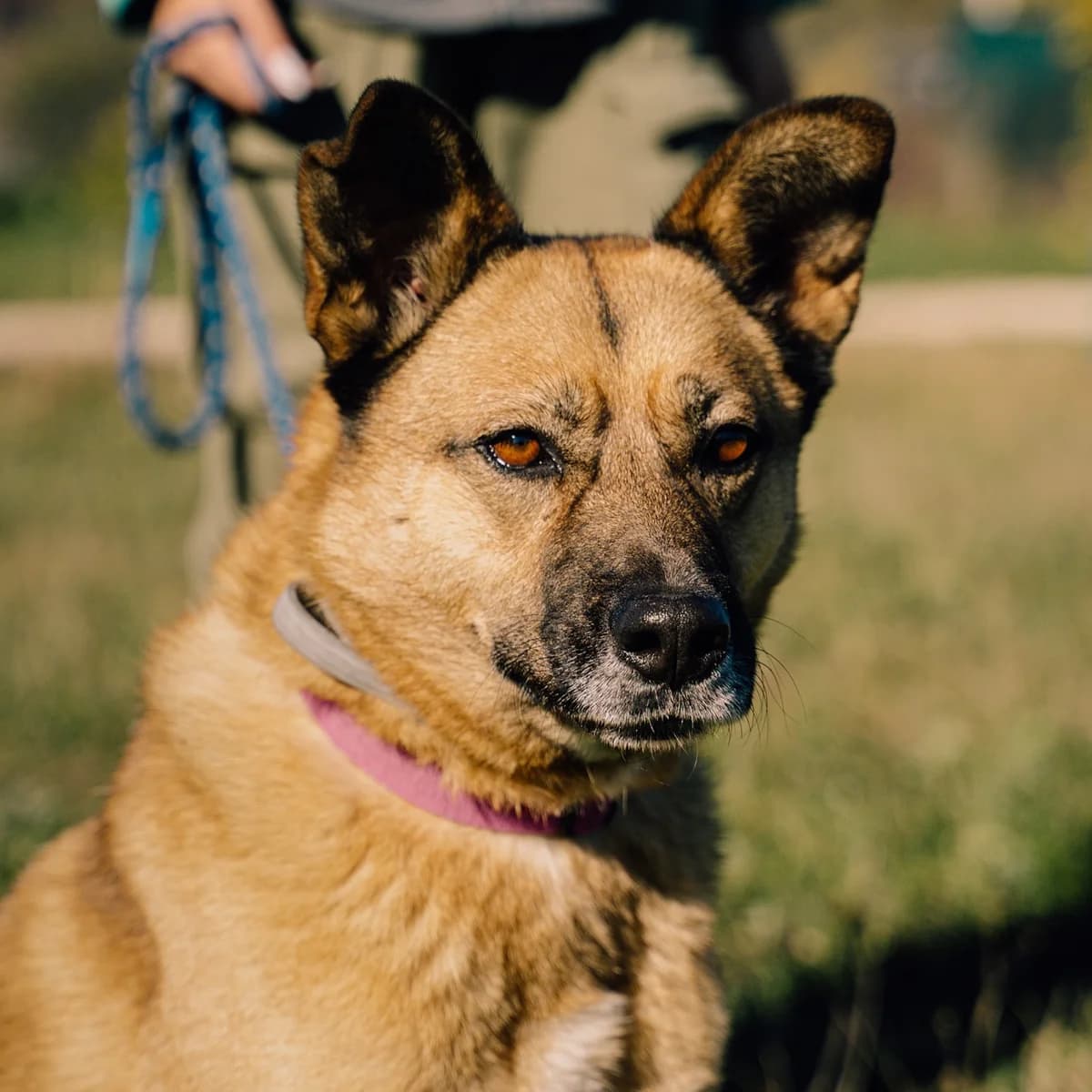 Bentley, male 7yo Mixed Breed for adoption at Fundacja Viva Korabiewice, Korabiewice