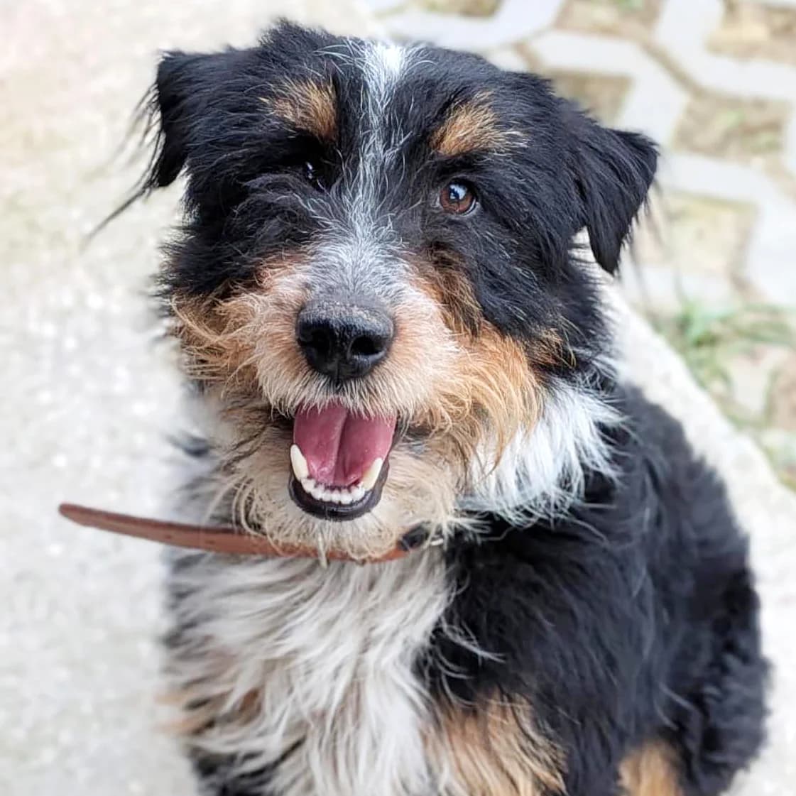 Bombaj, male Mixed Breed for adoption at Fundacja Viva Korabiewice, Korabiewice