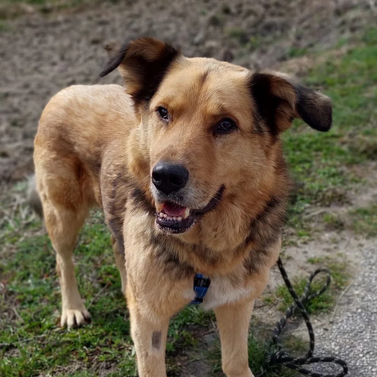 Borys, male Mixed Breed for adoption at Fundacja Viva Korabiewice, Korabiewice