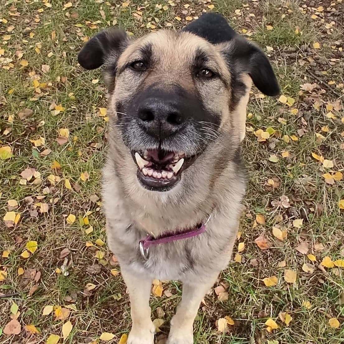 Bronek, male mixed breed for adoption at Fundacja Viva Korabiewice, Korabiewice