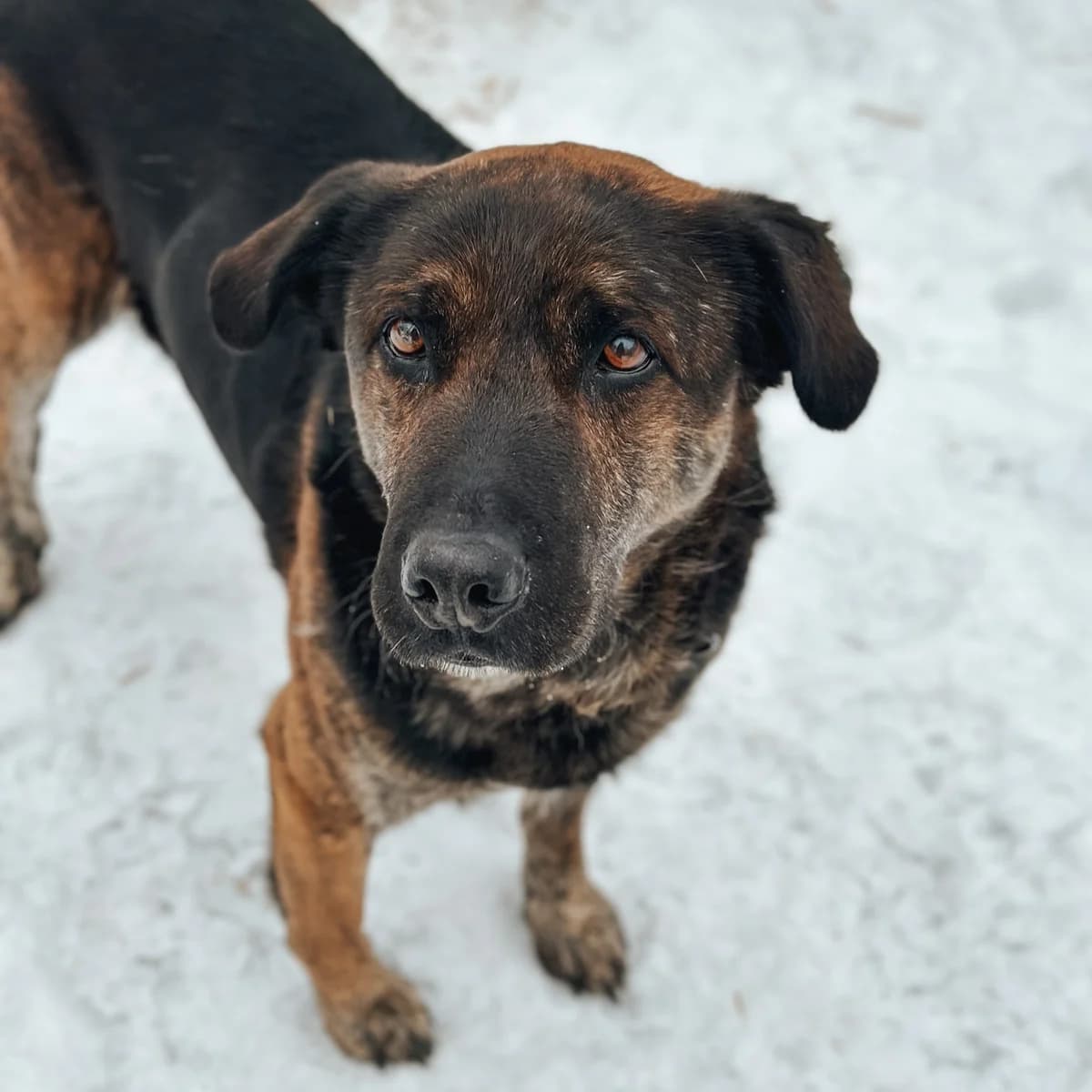 Carl, Mixed Breed (Fundacja Viva Korabiewice)