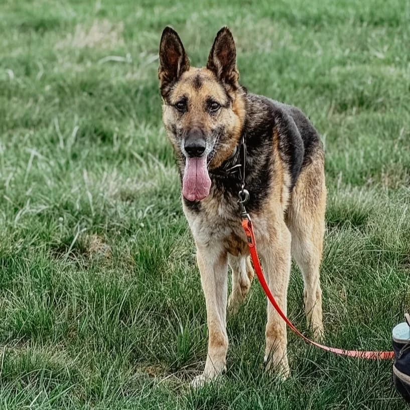 Carlos, male mixed breed for adoption at Fundacja Viva Korabiewice, Korabiewice