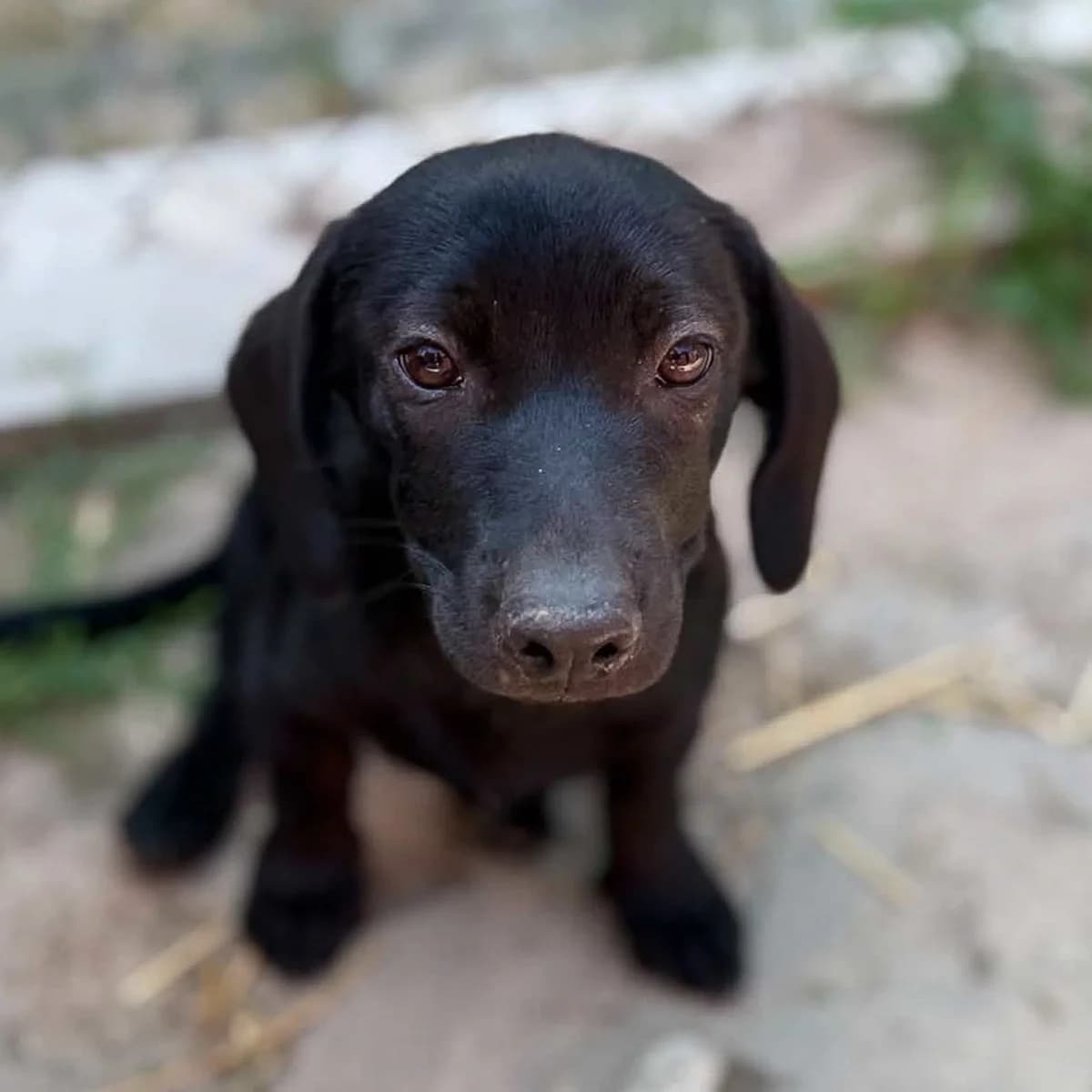 Carmen, female puppy Mixed Breed for adoption at Fundacja Viva Korabiewice, Korabiewice