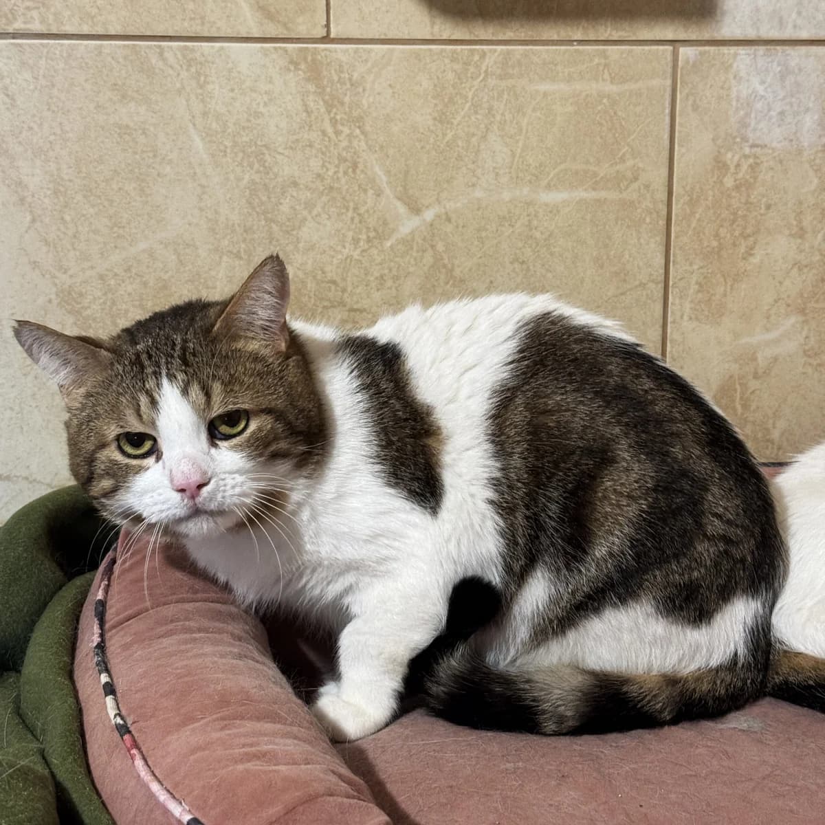 Chanel, male Domestic Shorthair for adoption at Fundacja Viva Korabiewice, Korabiewice