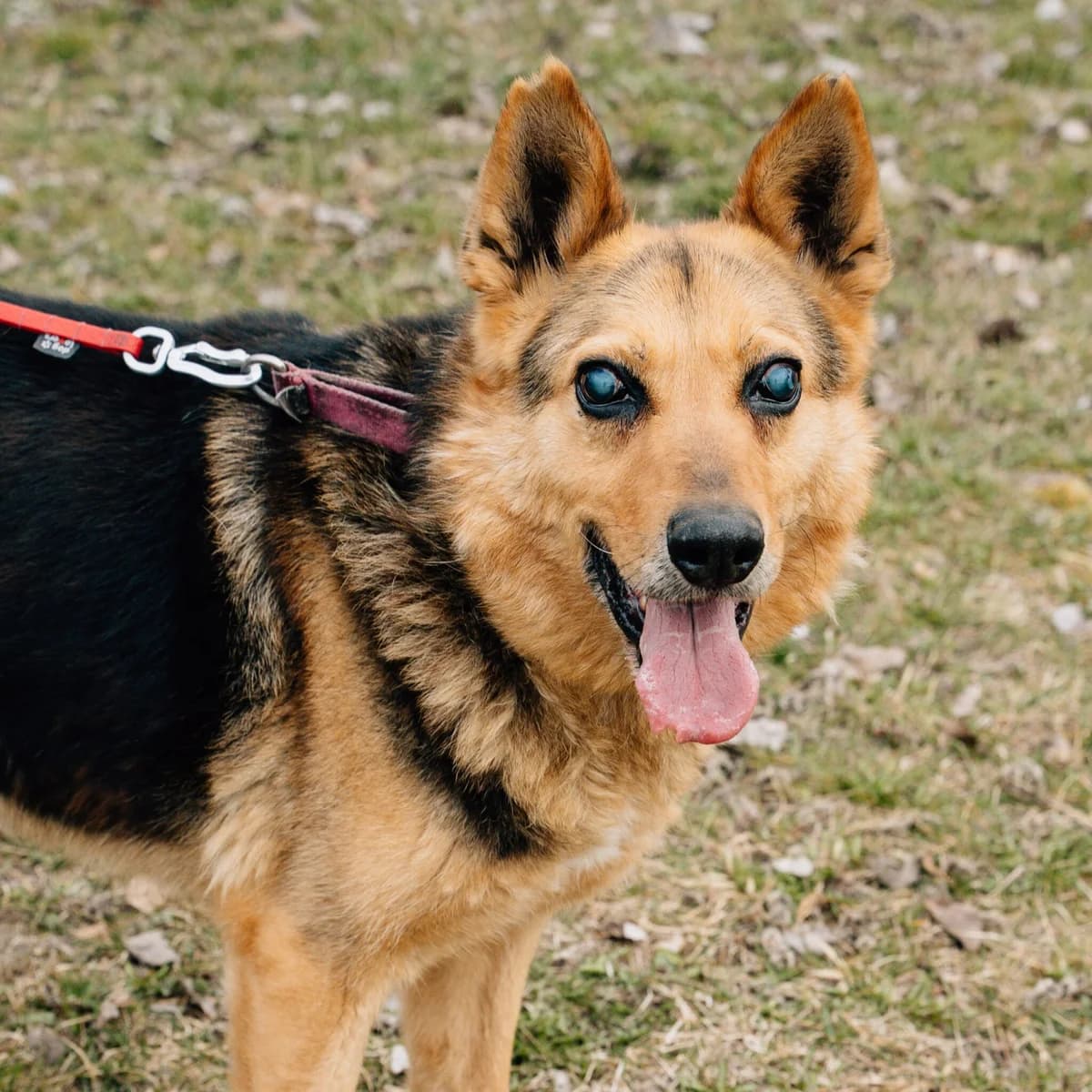Charlie, Mixed Breed (Fundacja Viva Korabiewice)