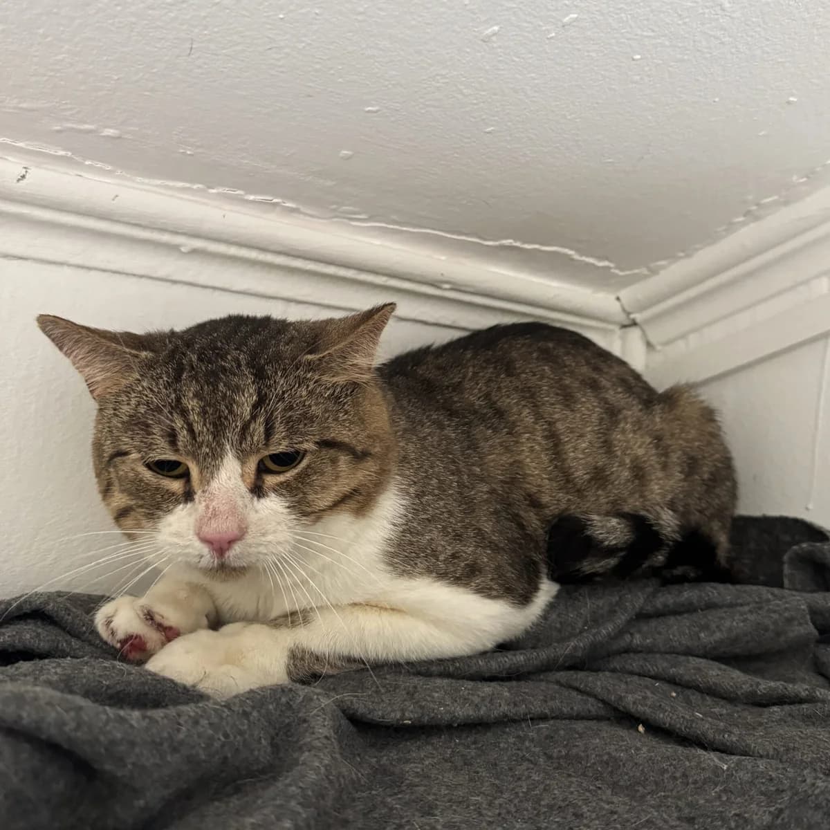 Chips, male Mixed Breed for adoption at Fundacja Viva Korabiewice, Korabiewice