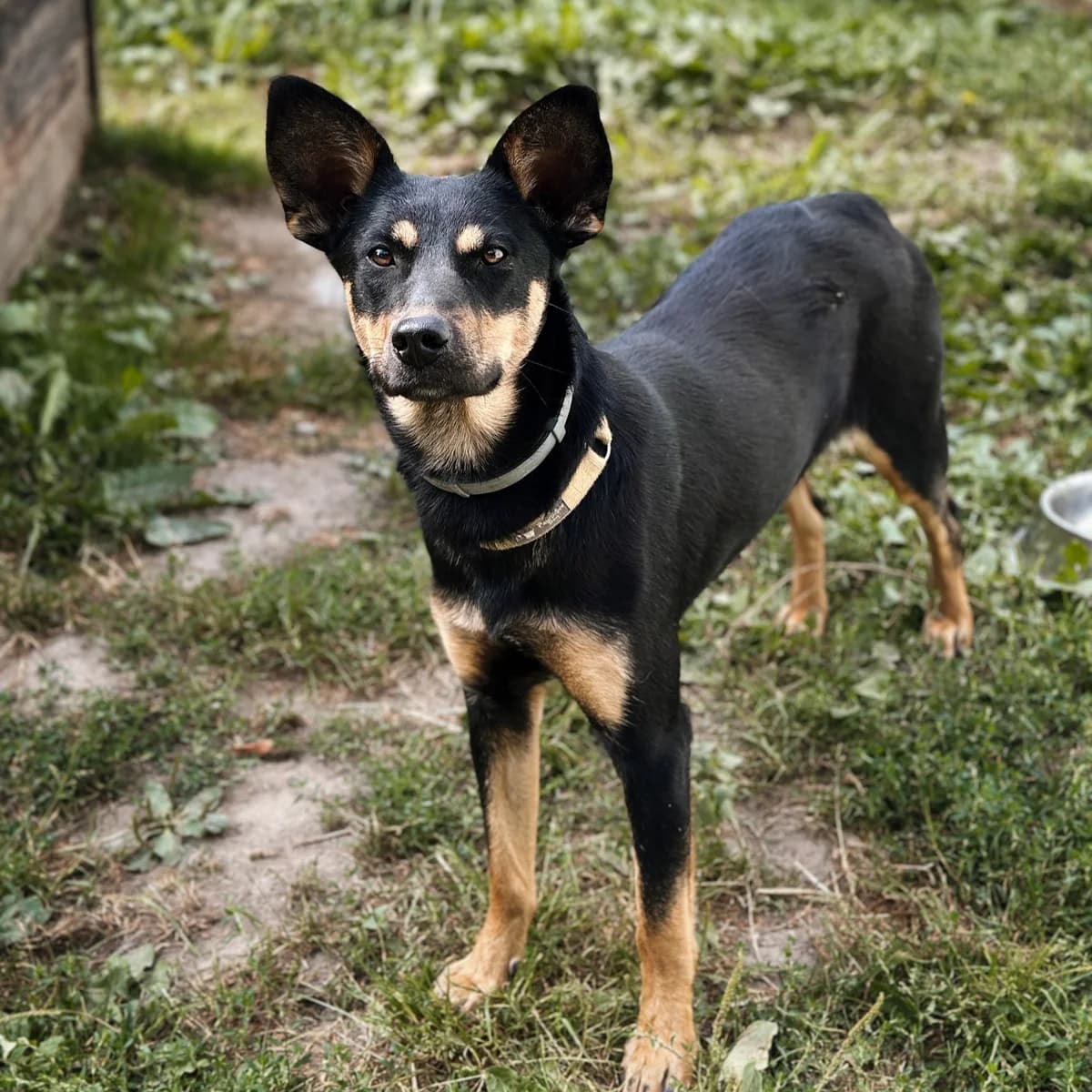 Cindy, Mixed Breed (Fundacja Viva Korabiewice)