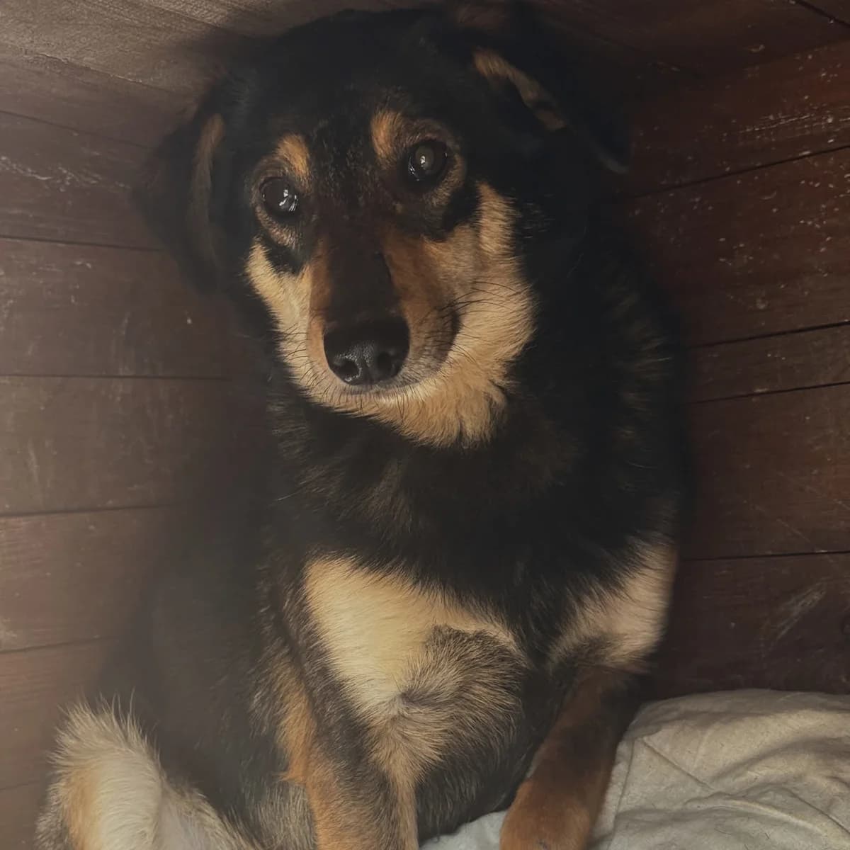 Daktyl, Mixed Breed (Fundacja Viva Korabiewice)