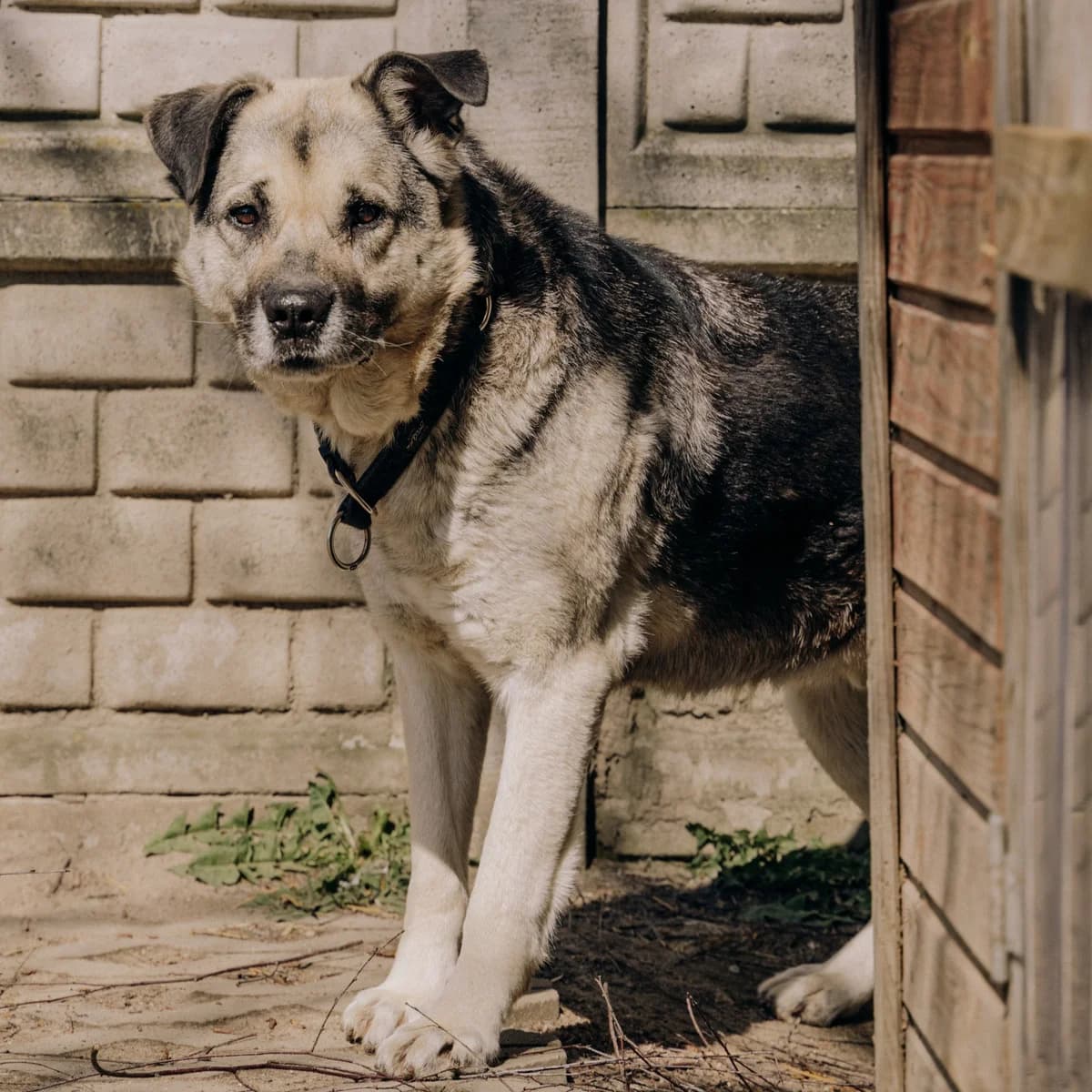 Dizel, Mixed Breed (Fundacja Viva Korabiewice)