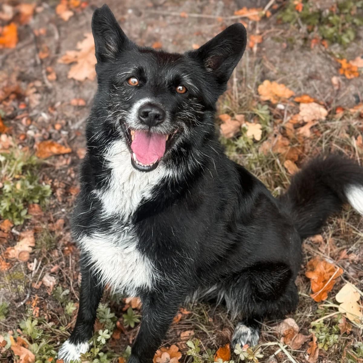 Edi, male Border Collie for adoption at Fundacja Viva Korabiewice, Korabiewice