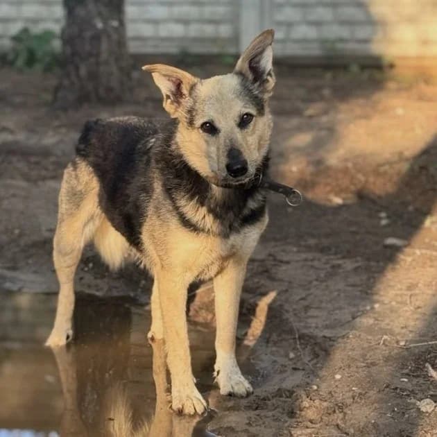 Ella, female senior Mixed Breed for adoption at Fundacja Viva Korabiewice, Korabiewice