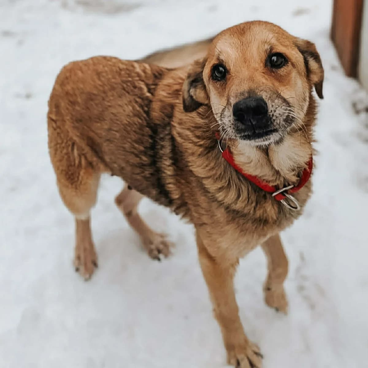 Emma, female Mixed Breed for adoption at Fundacja Viva Korabiewice, Korabiewice