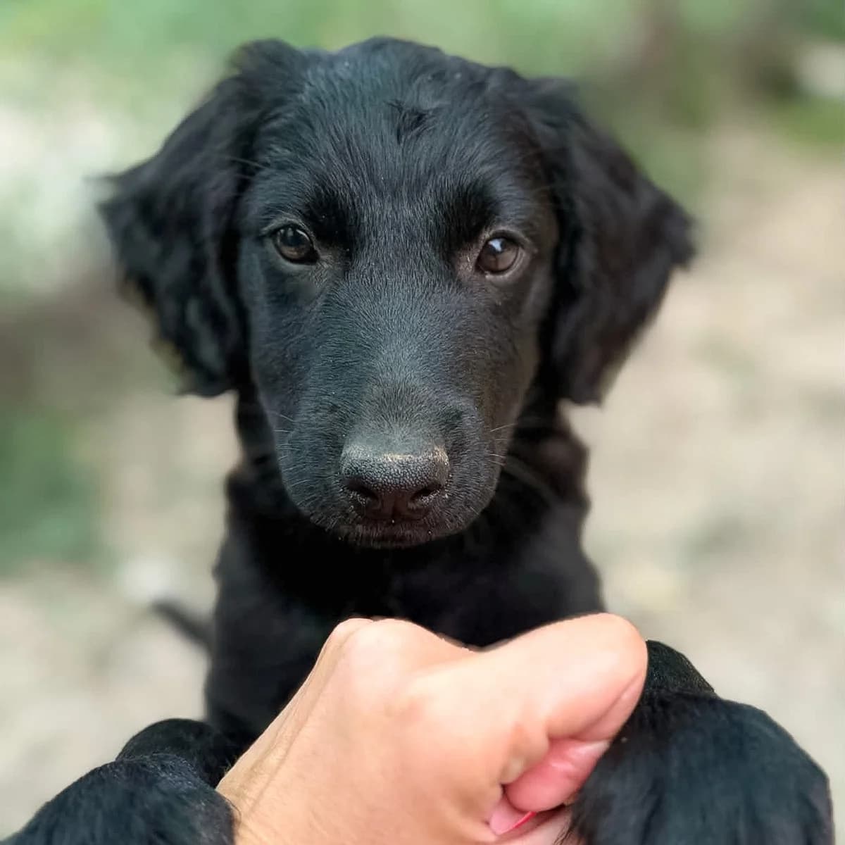 Frida, female puppy Mixed Breed for adoption at Fundacja Viva Korabiewice, Korabiewice