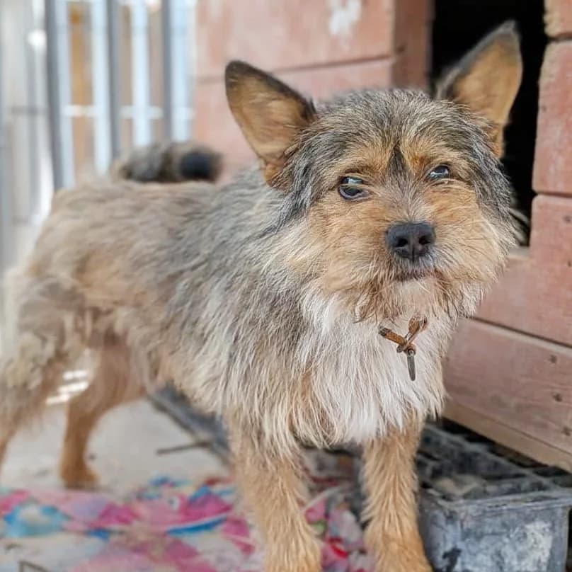 Fuks, male young Mixed Breed for adoption at Fundacja Viva Korabiewice, Korabiewice