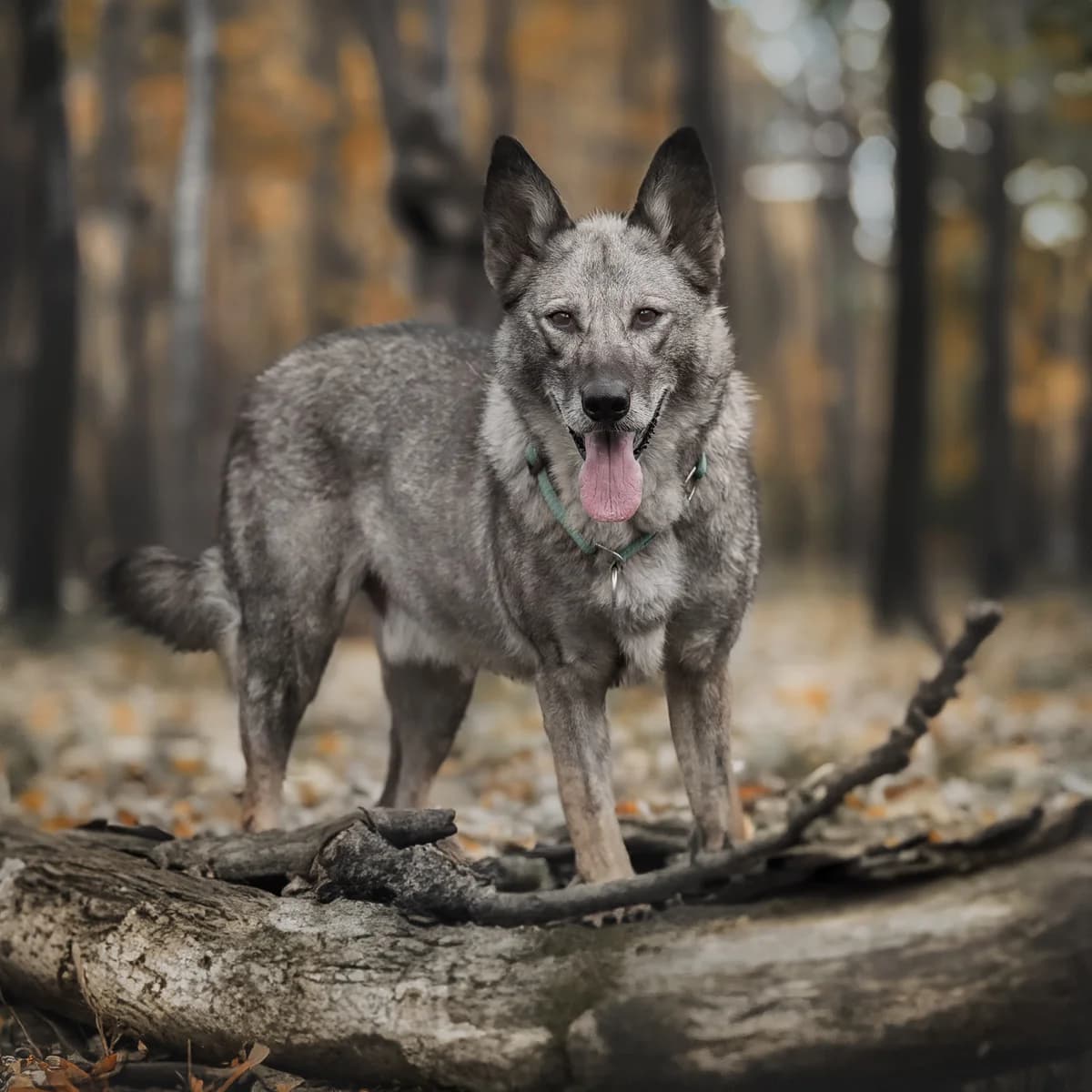 Gaikar, Mixed Breed (Fundacja Viva Korabiewice)