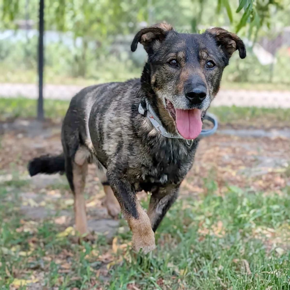 Gilbert, male senior Mixed Breed for adoption at Fundacja Viva Korabiewice, Korabiewice