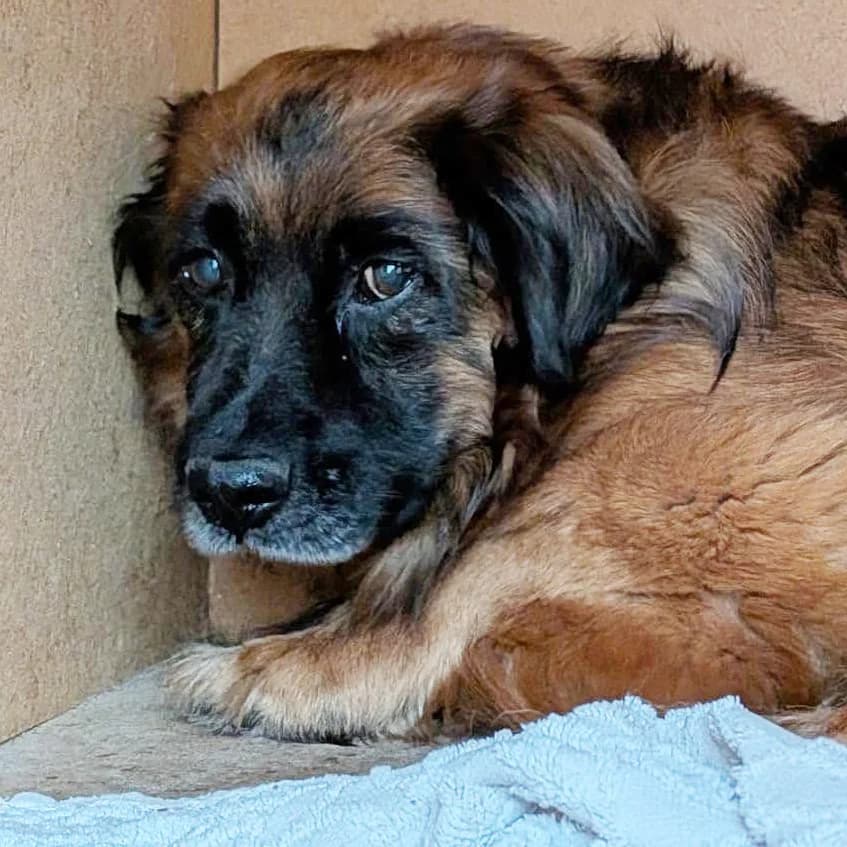 Gustaw, male 7yo Mixed Breed for adoption at Fundacja Viva Korabiewice, Korabiewice