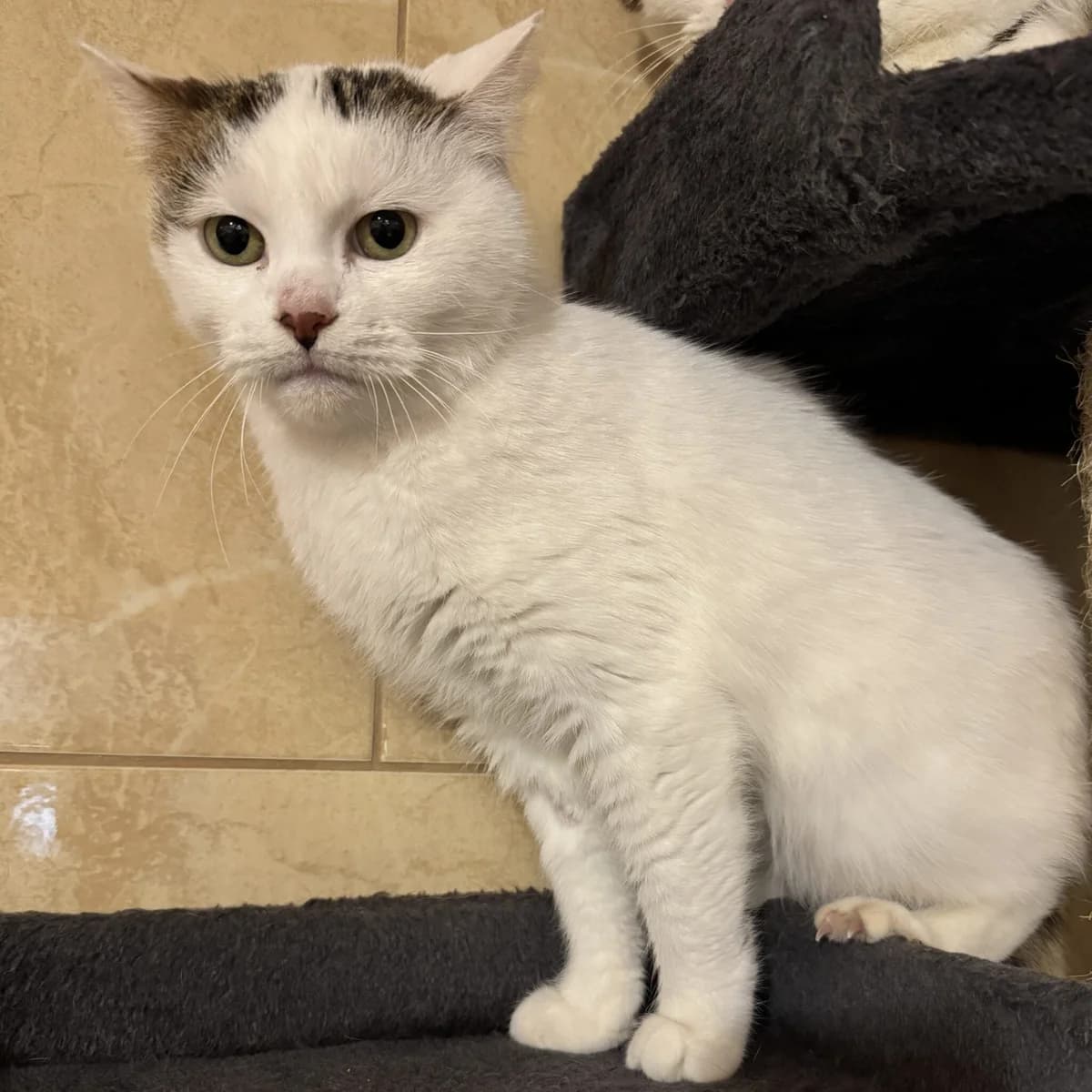 Hans, male Mixed Breed for adoption at Fundacja Viva Korabiewice, Korabiewice