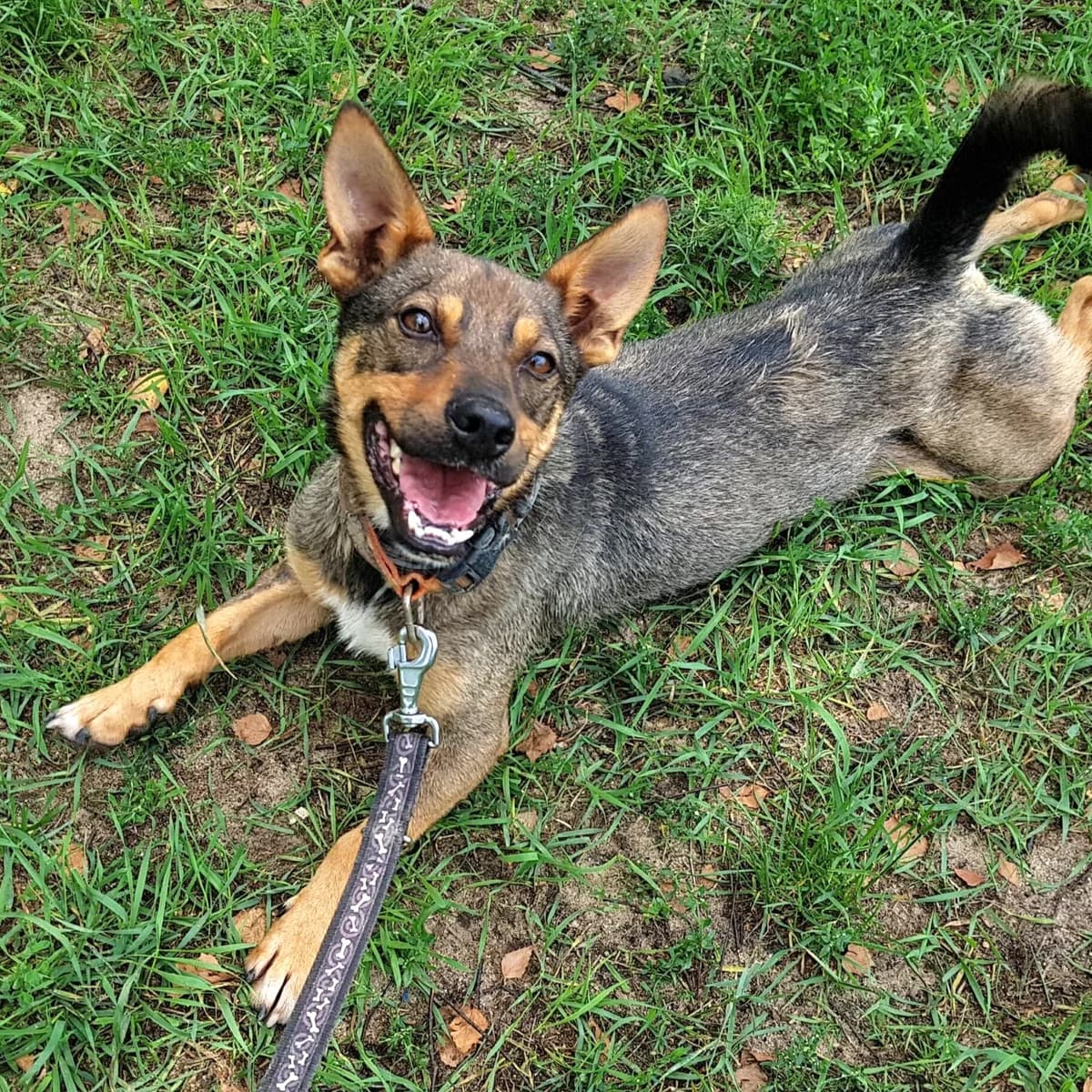 Happy (w Dt), male senior Mixed Breed for adoption at Fundacja Viva Korabiewice, Korabiewice