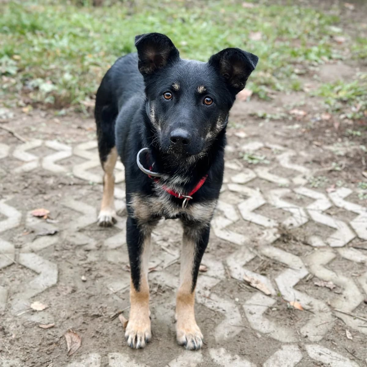 Hary, male Mixed Breed for adoption at Fundacja Viva Korabiewice, Korabiewice