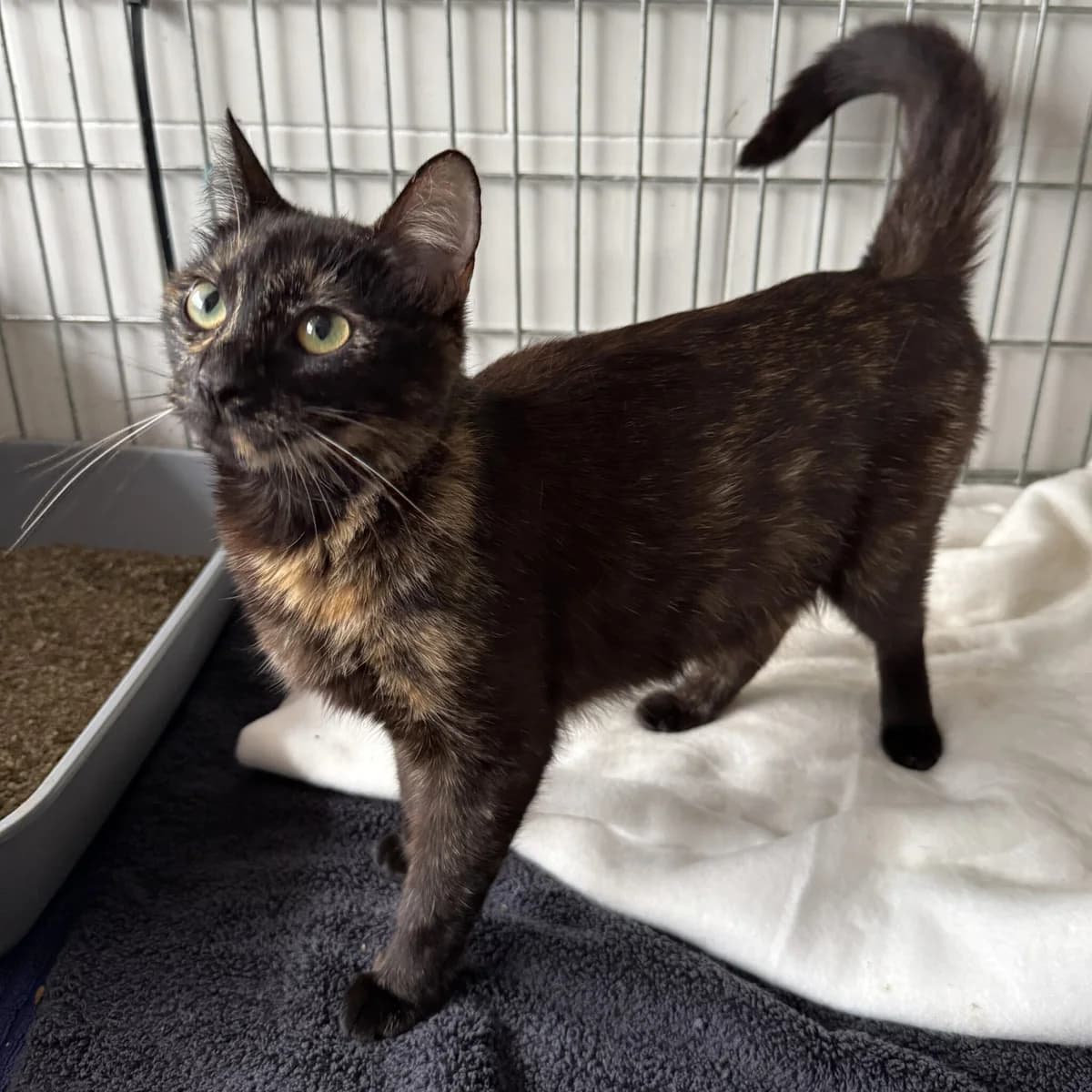 Herbatka, female Mixed Breed for adoption at Fundacja Viva Korabiewice, Korabiewice