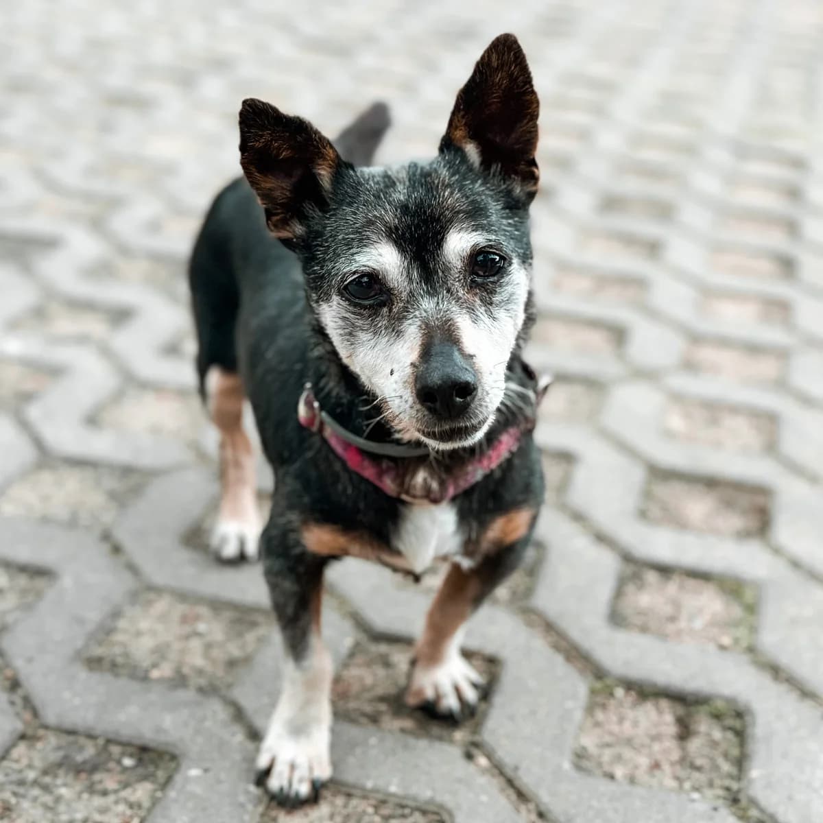 Irenka (w Dt), Mixed Breed (Fundacja Viva Korabiewice)