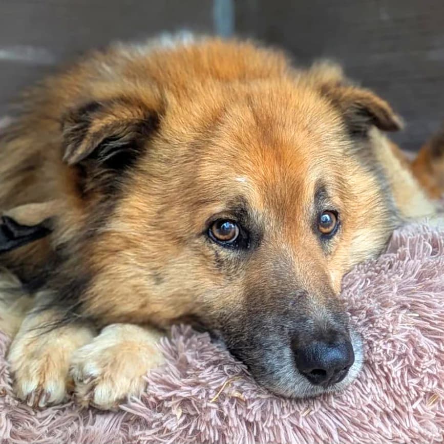 Jasiek, Mixed Breed (Fundacja Viva Korabiewice)