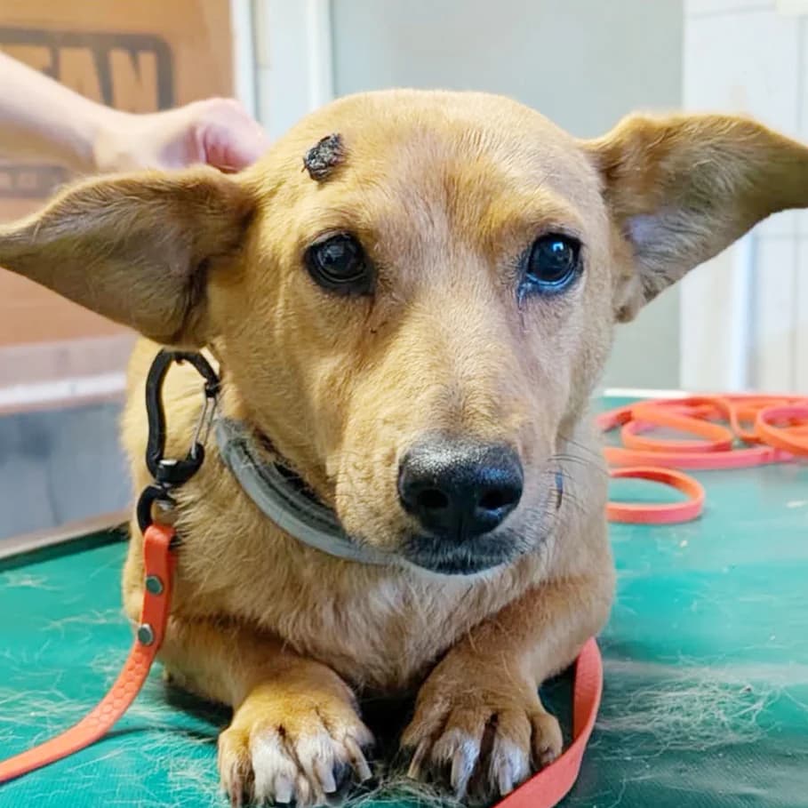 Jeżynka, Mixed Breed (Fundacja Viva Korabiewice)