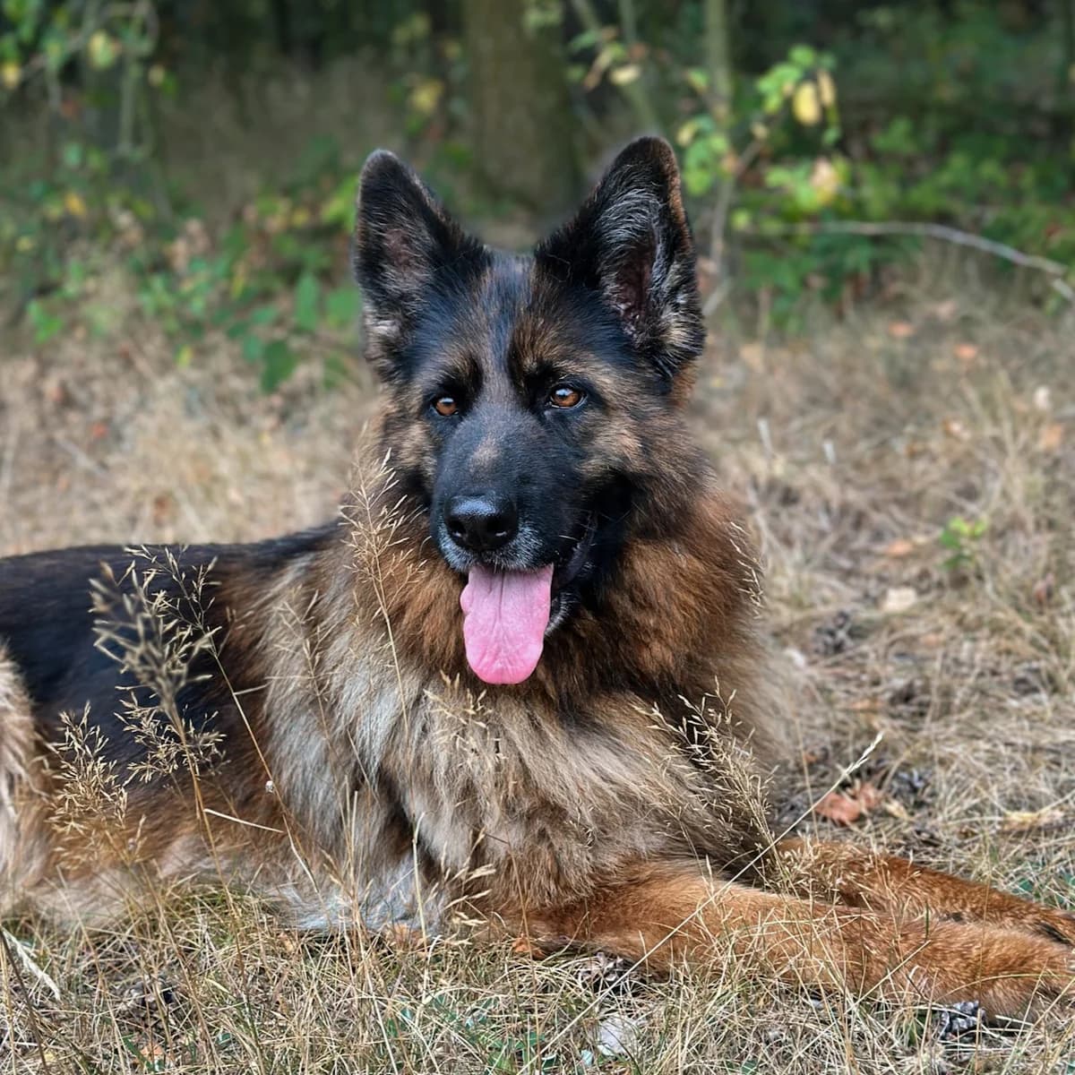 Joy, female German Shepherd for adoption at Fundacja Viva Korabiewice, Korabiewice